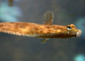 Your plaice