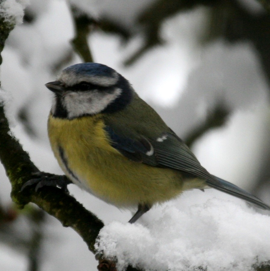 Bluetit