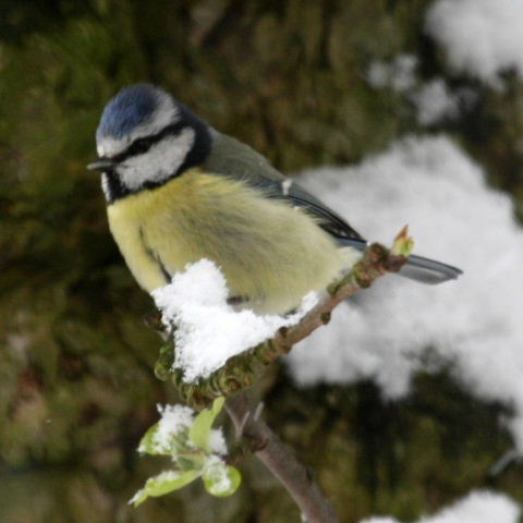Bluetit