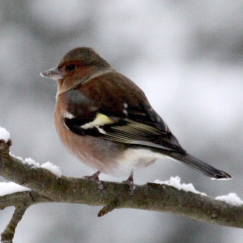 Chaffinch