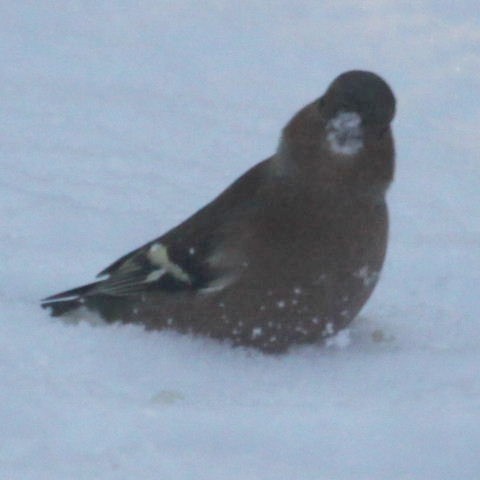 Chaffinch