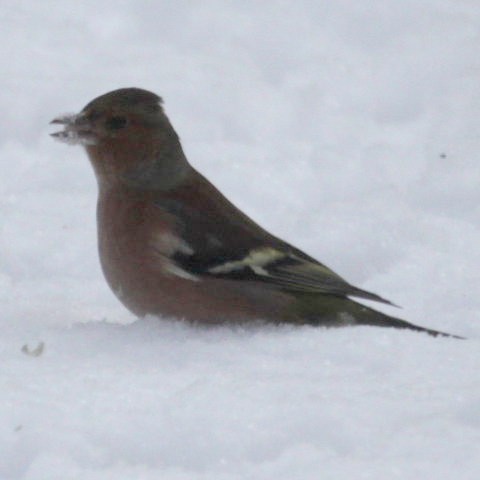Chaffinch