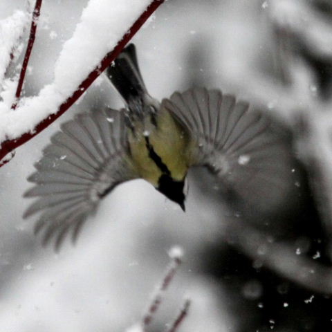 Great tit