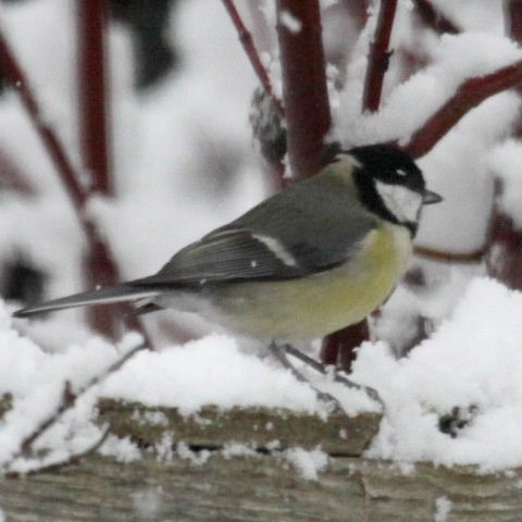 Great tit
