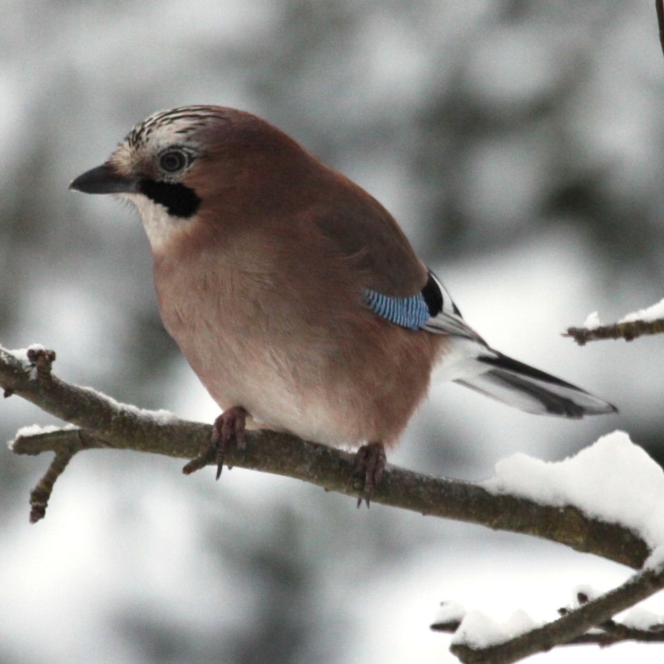 Jay in snow