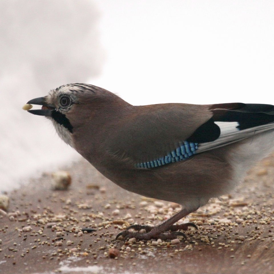 Jay in snow