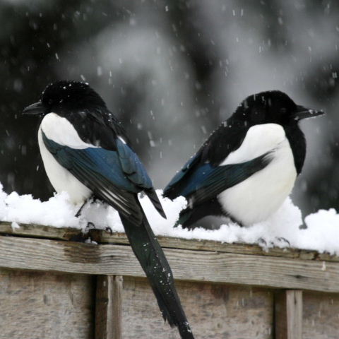 Magpie in snow