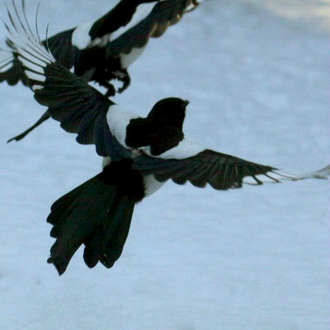 Magpie in snow