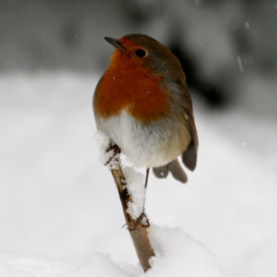 Robin in snow