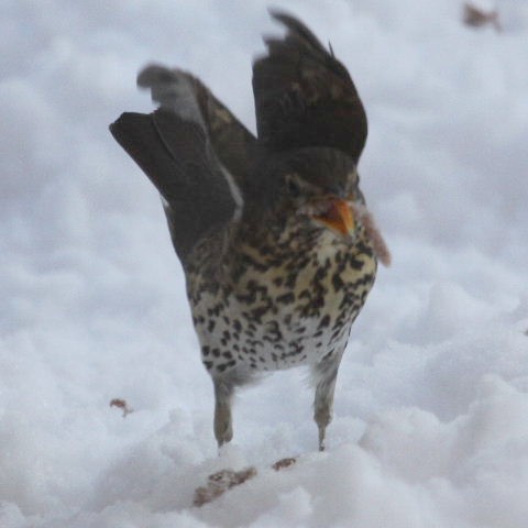 Thrush in snow