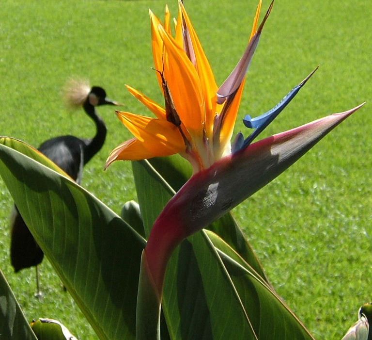 Bird of Paradise