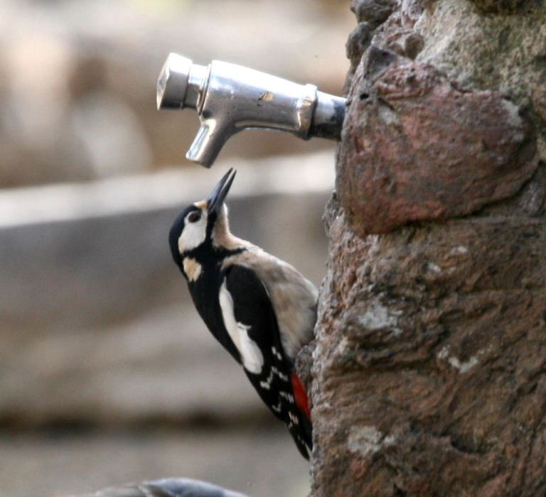 Woodpecker in love