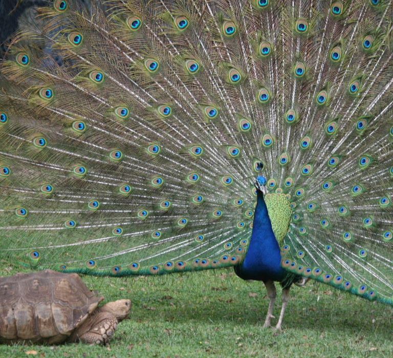 Peacock in love with tortoise