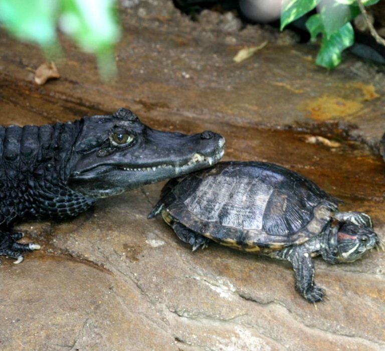 Caiman and terrapin