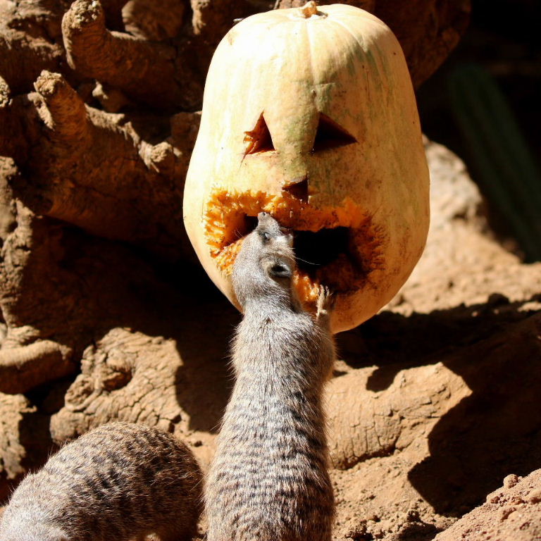 Meerkats' Halloween
