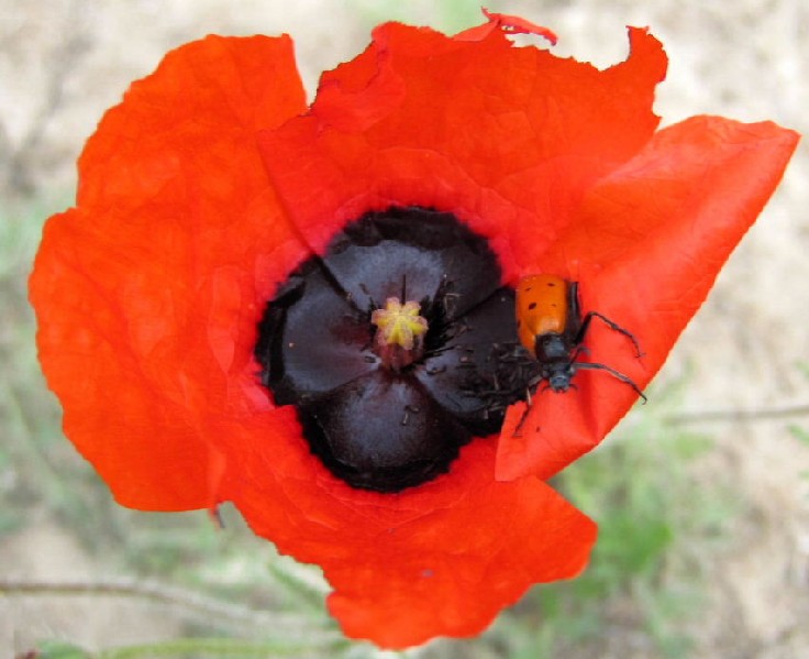 Opium Poppy