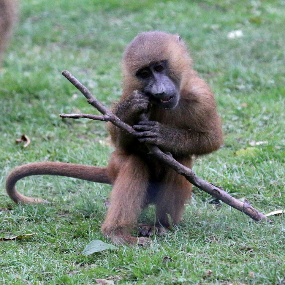 Monkey invents axle