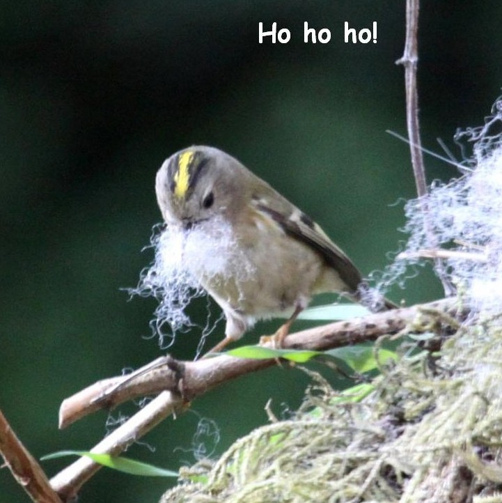 Santa Claustrophobia