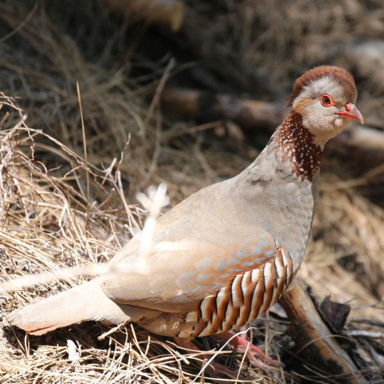 Barbary Partridge