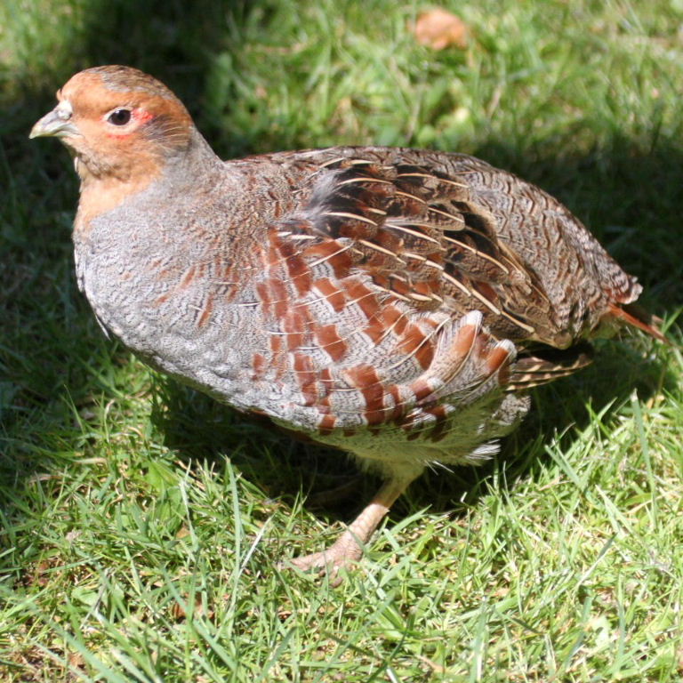 Grey Partridge