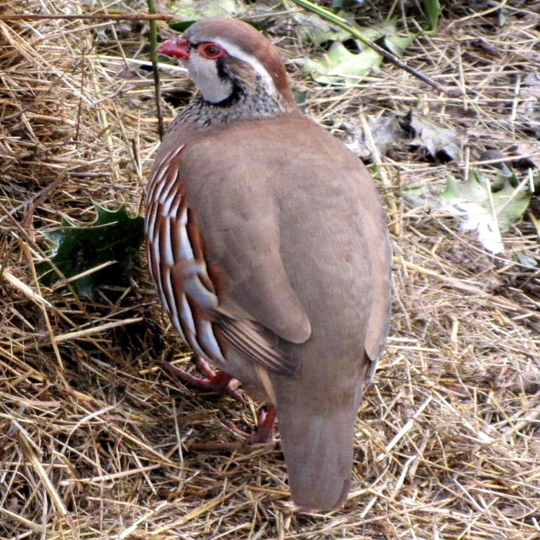 Red-legged Partridge