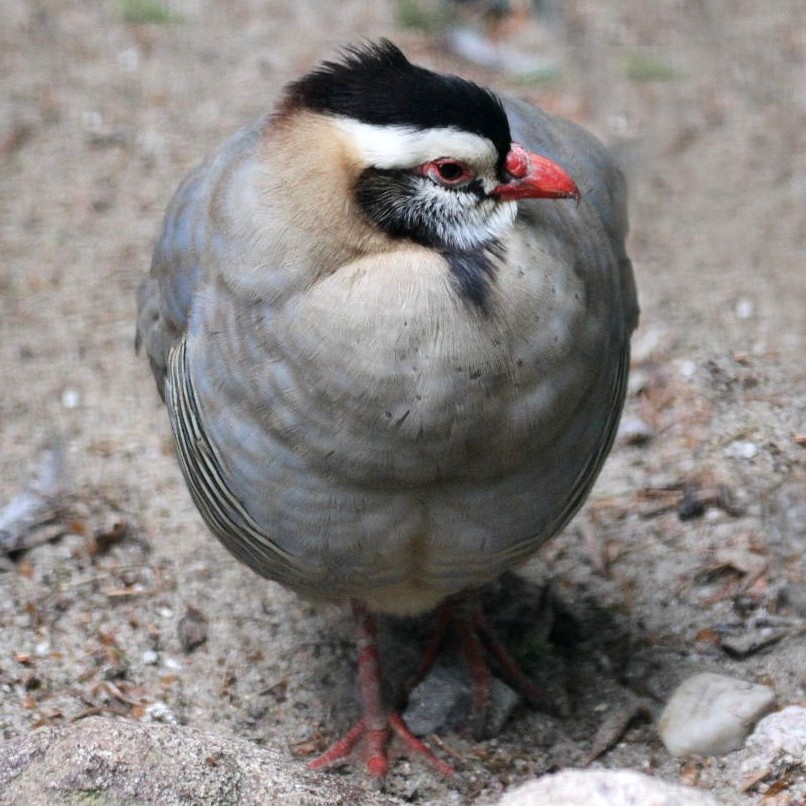 Arabian Partridge