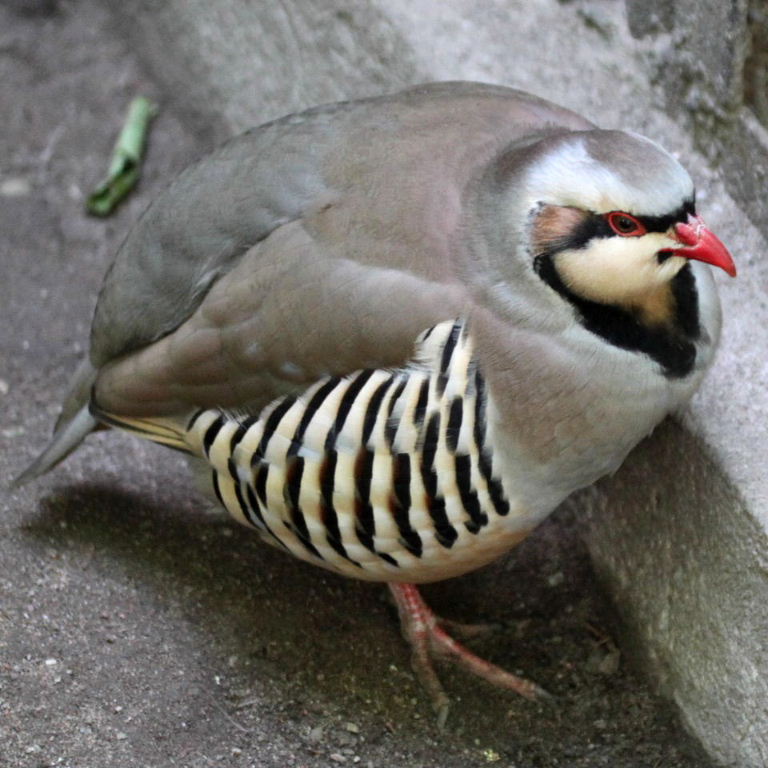 Chukar Partridge