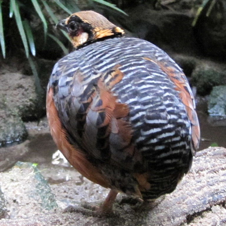 Chestnut-bellied Hill Partridge