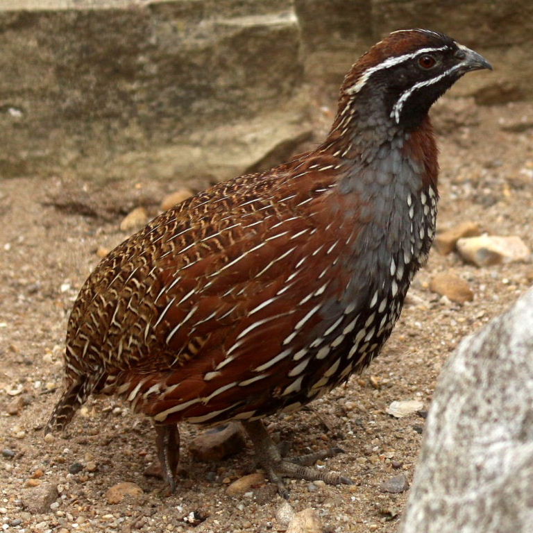 Madagascan Partridge