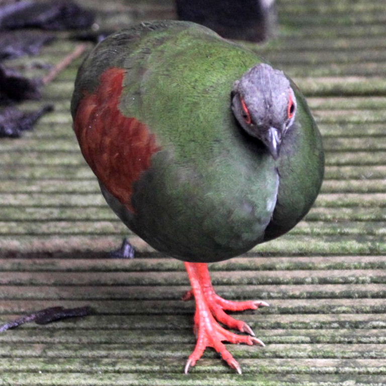 Roulroul Partridge hen