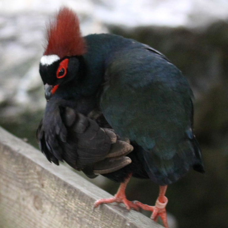 Roulroul Partridge takes a bow