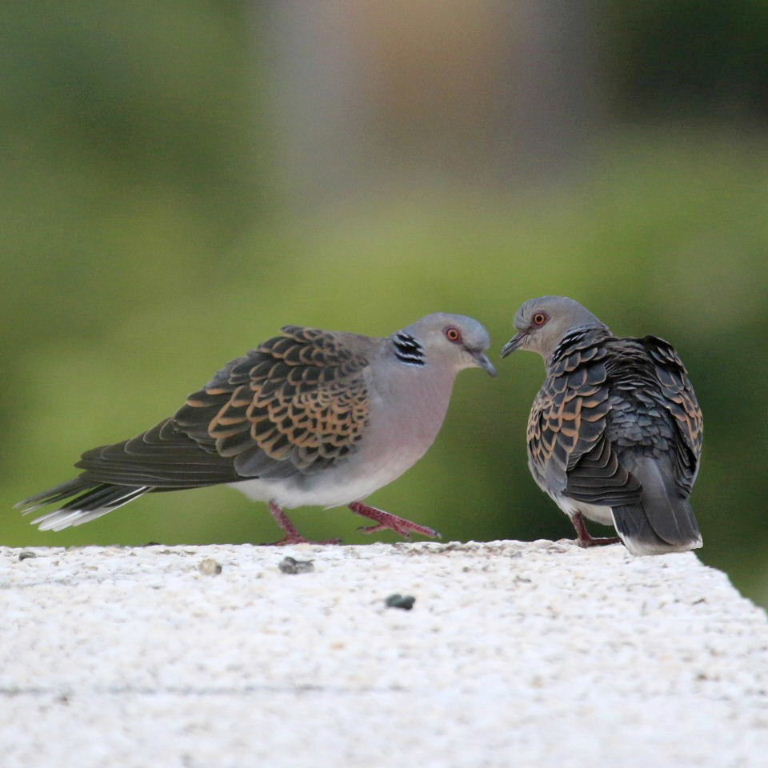 Two turtle doves