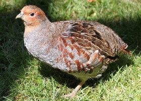 Grey Partridge