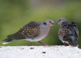 Two turtle doves