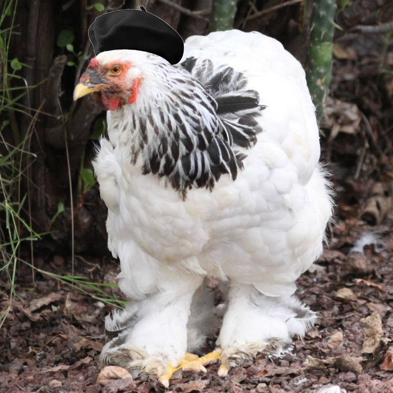 French hen
