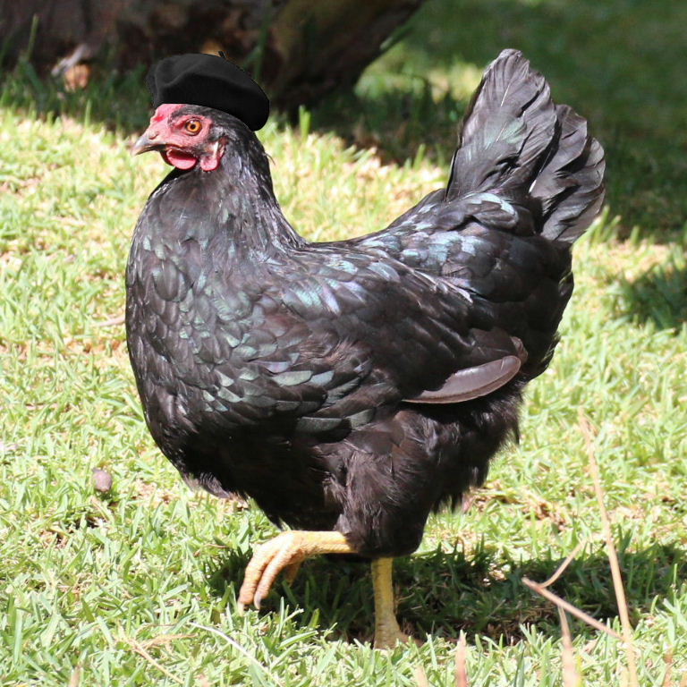 French hen