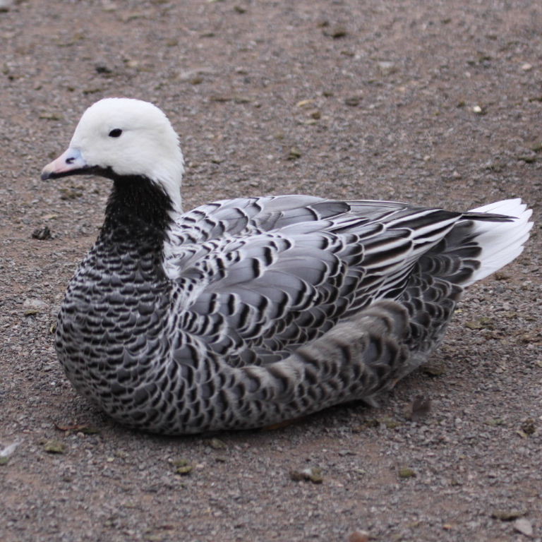 Emperor Goose