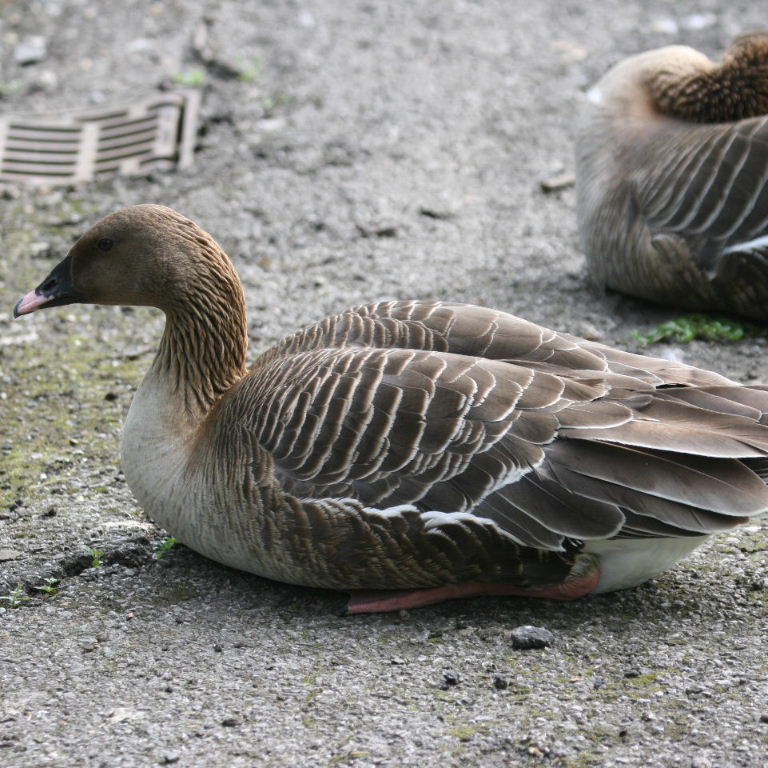 Pink-footed Goose