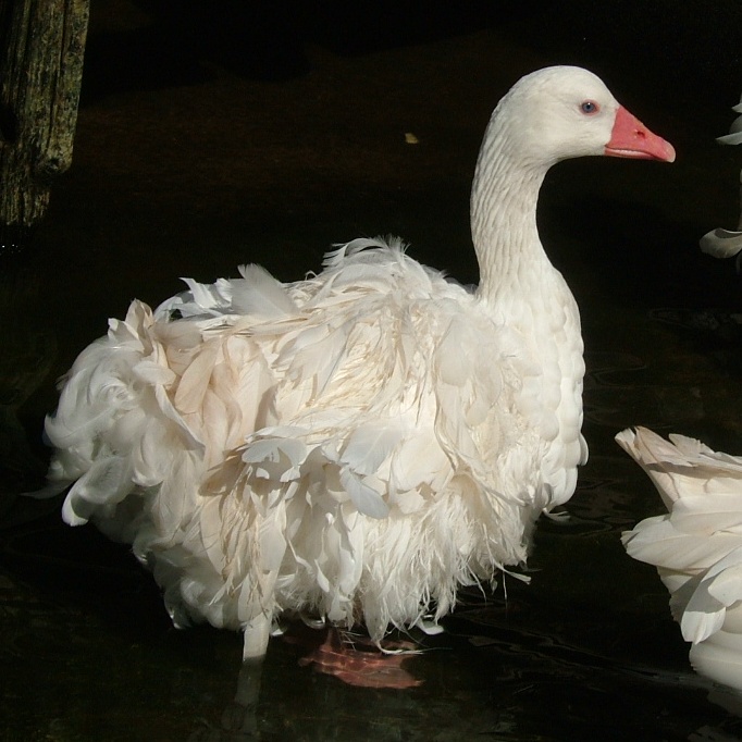 Sebastopol Goose