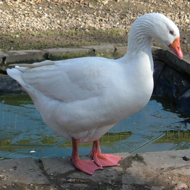 Embden Goose