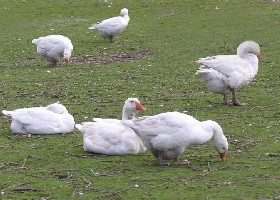 Six geese laying