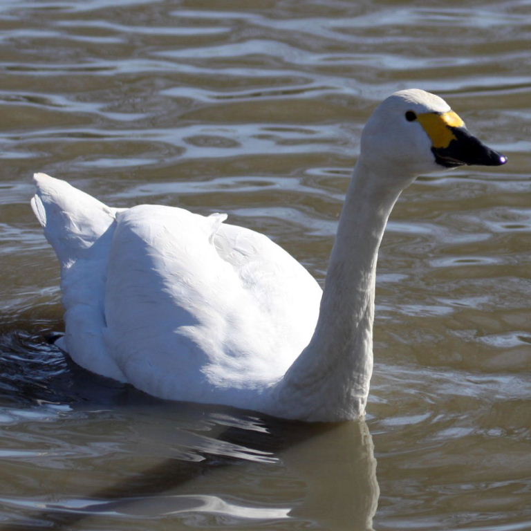Bewick Swan