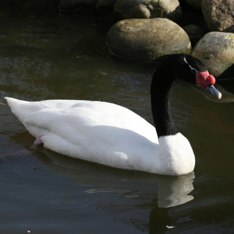 Black-necked Swan