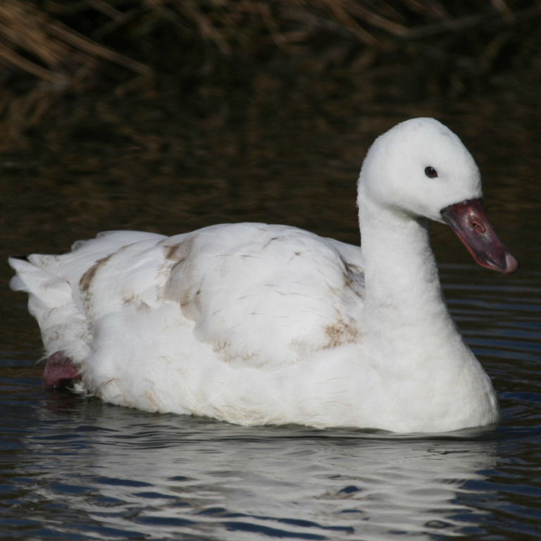 Coscoroba Swan