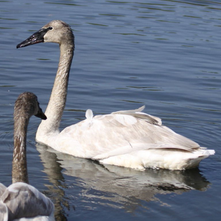 Trumpeter Swan