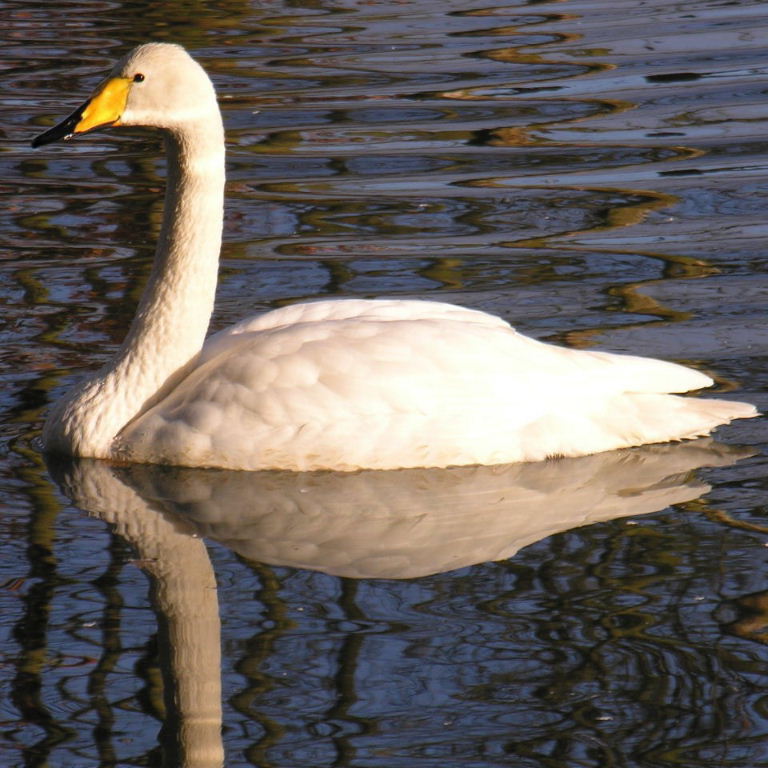 Whooper Swan