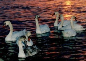 Seven swans swimming