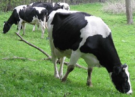 Dairy cows