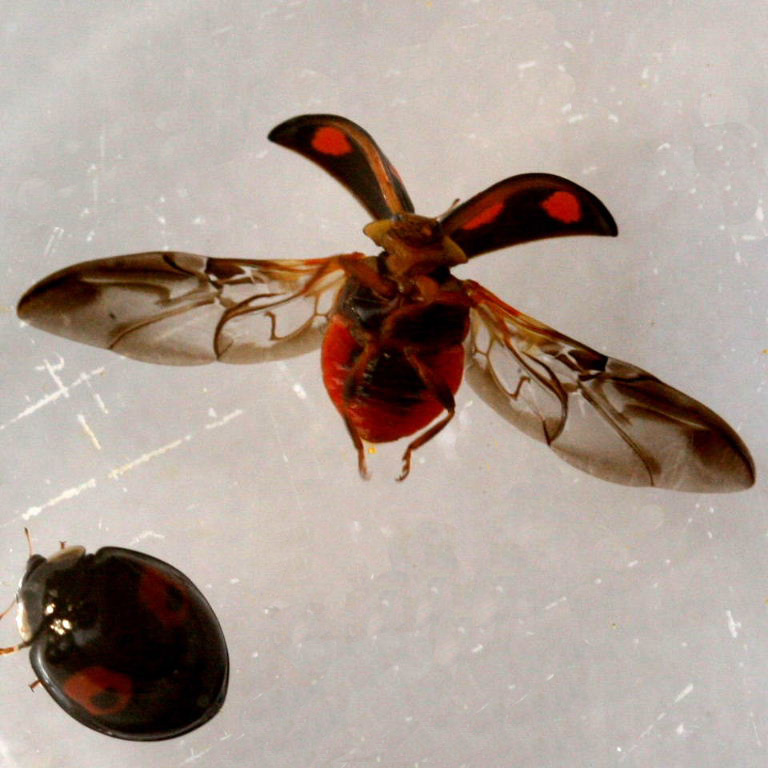 Ladybird dancing
