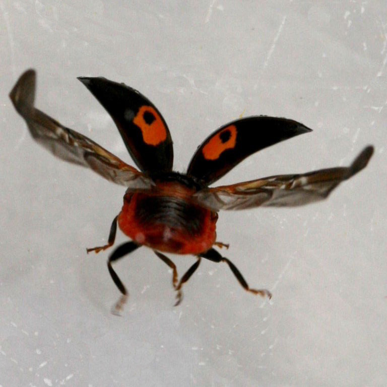 Ladybird dancing